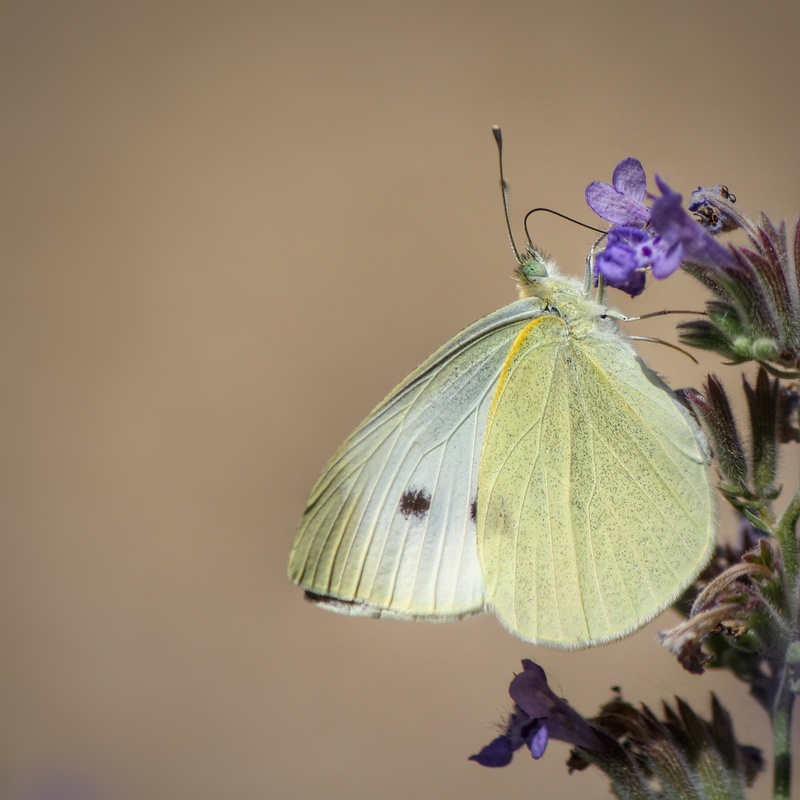 View Simple white by John VanDusen
