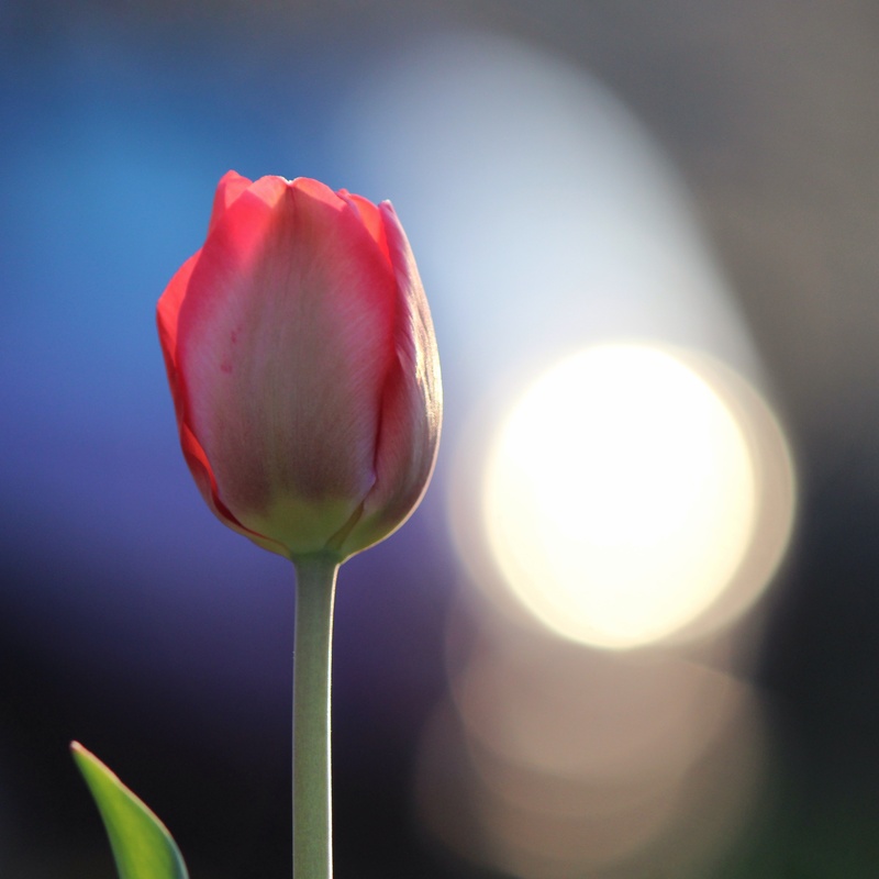 View Rosebud by John VanDusen