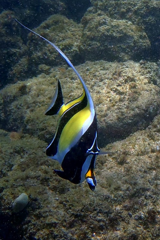 View Moorish Idol by Eric Hallenbeck