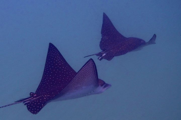 View Sting Rays by Eric Hallenbeck