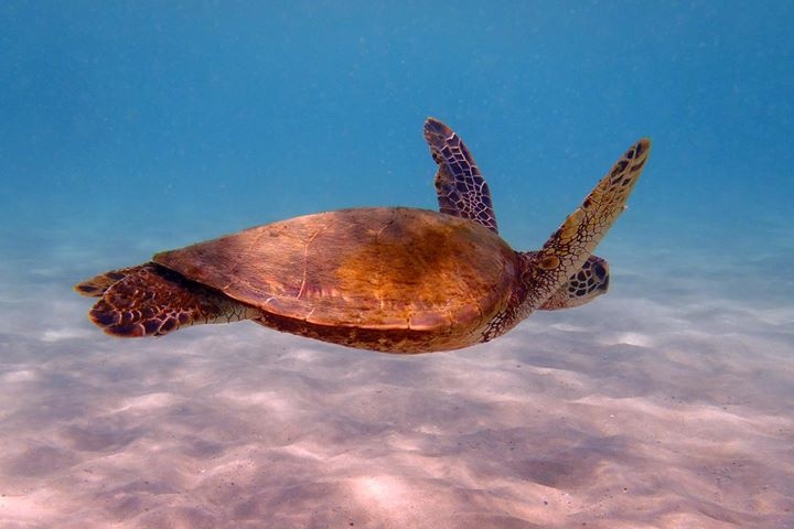 View Diving Buddy by Eric Hallenbeck