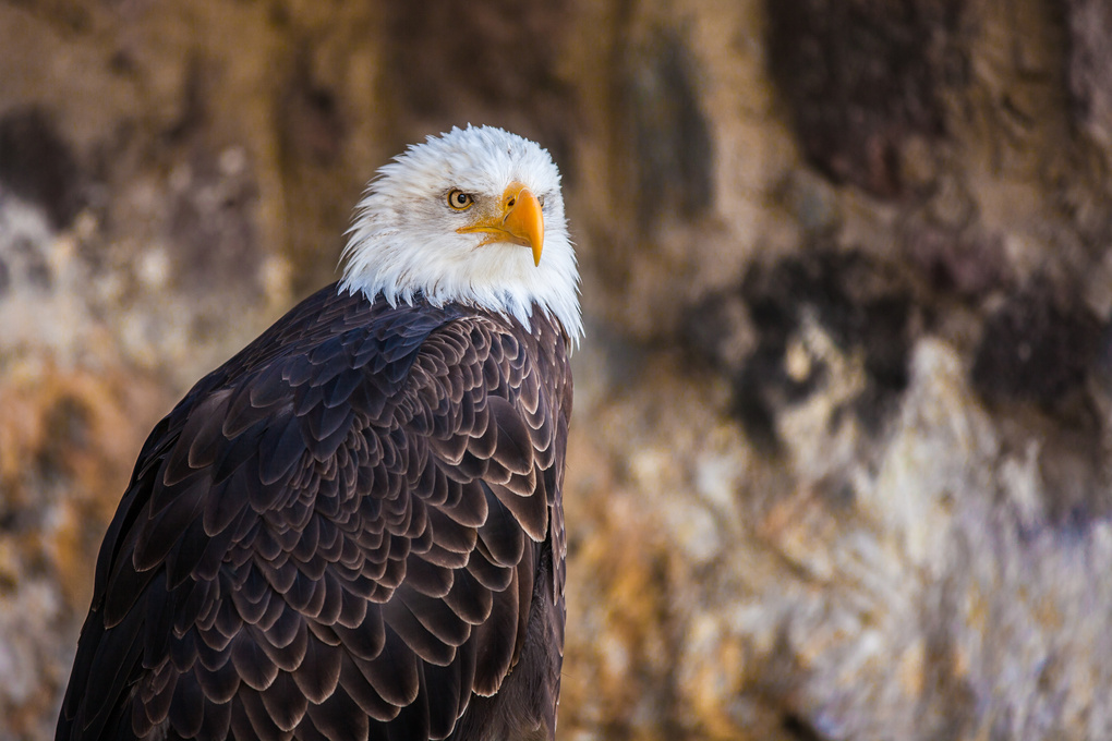 View American Eagle by Marco Garzon