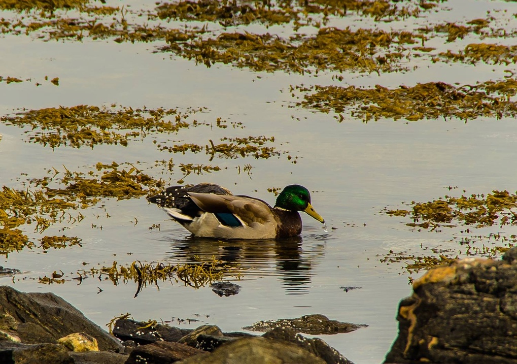 View Mallard by Åsmund Johansen