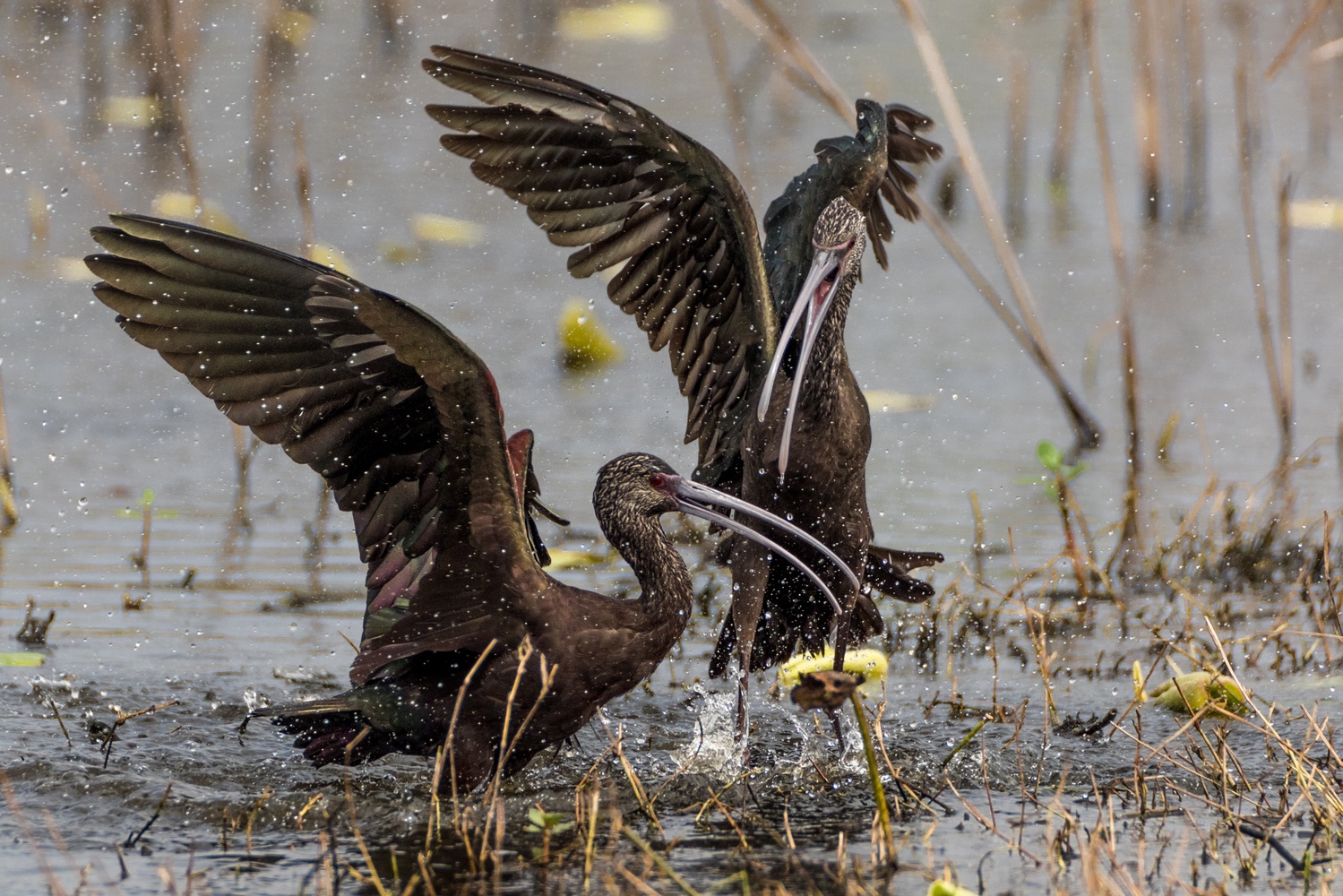 View Ibis by Adam Barrilleaux