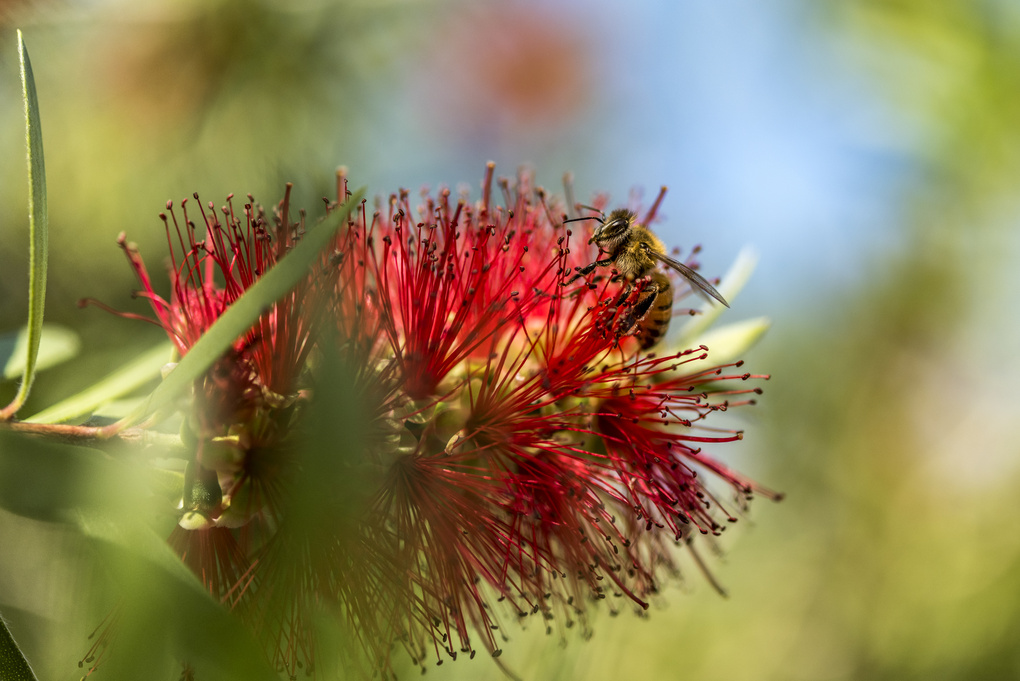 View Honey Bee by Adam Barrilleaux