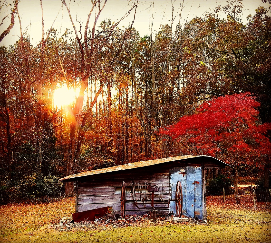 View My backyard by Ashley Ledford