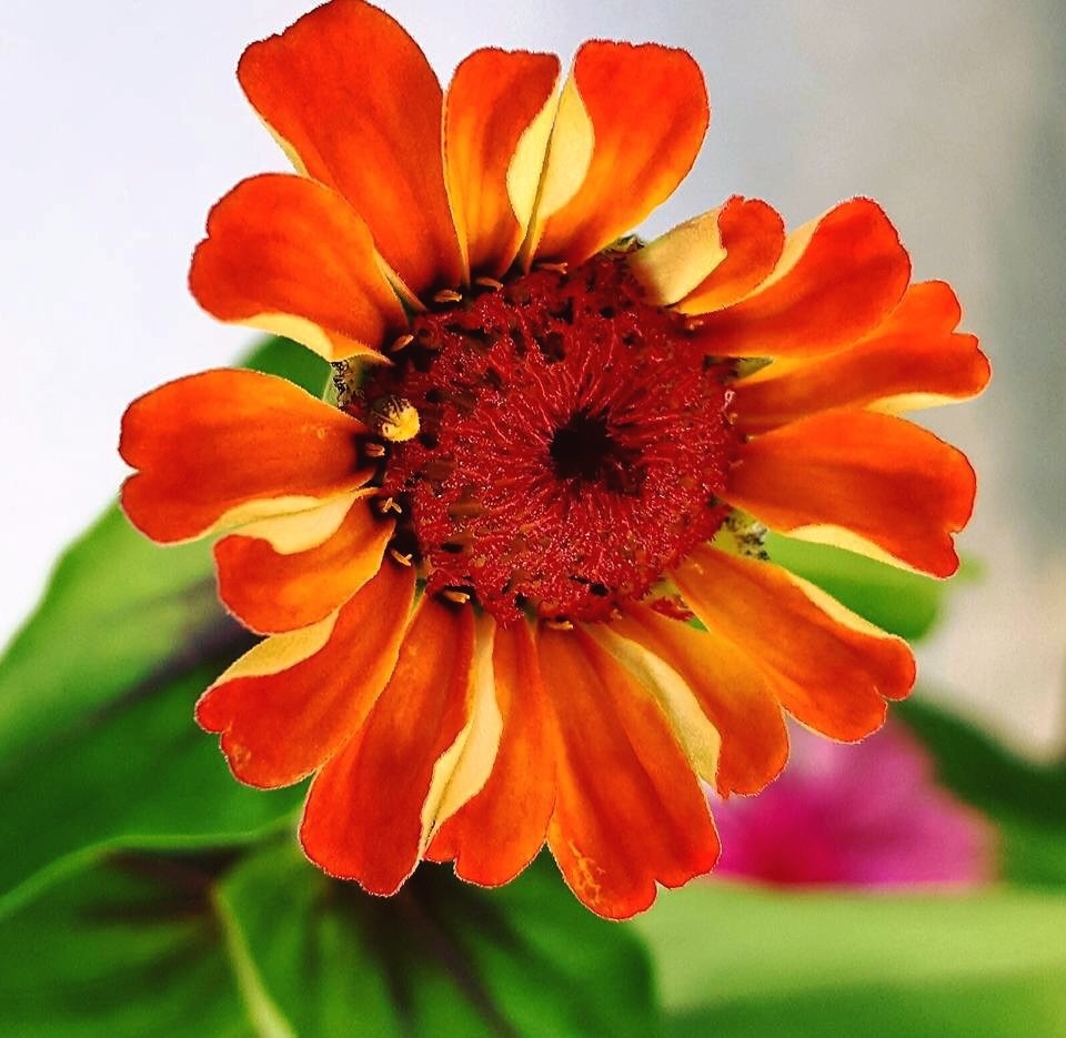 View Colorful Blossom by Ashley Ledford