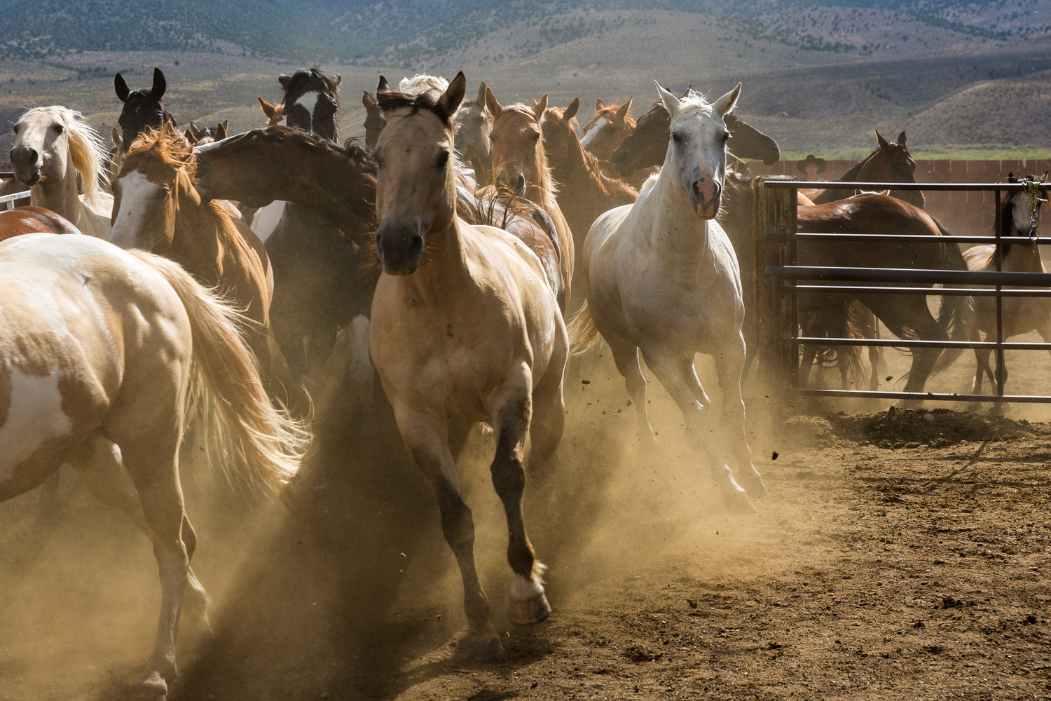 View Horses Running by Jeff Blickenstaff