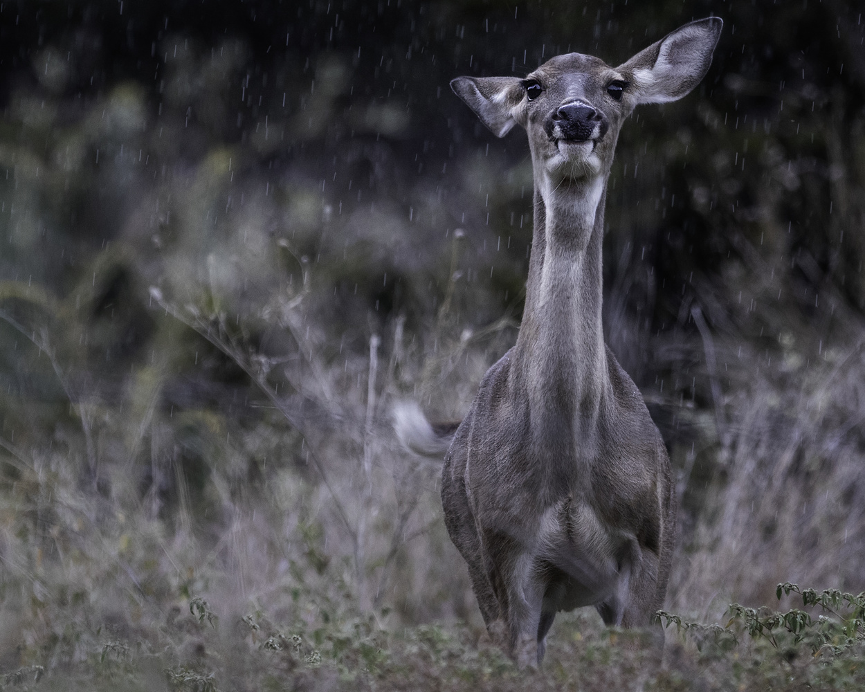 View Untitled 2 by Tyler Walters