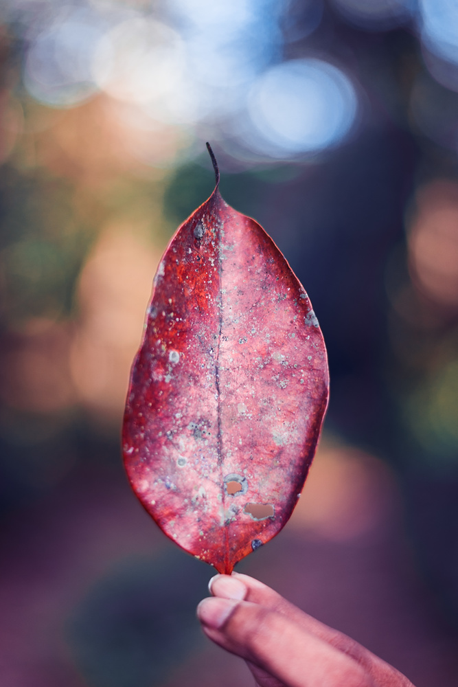 View Untitled 6 by Rajendra Deonarine