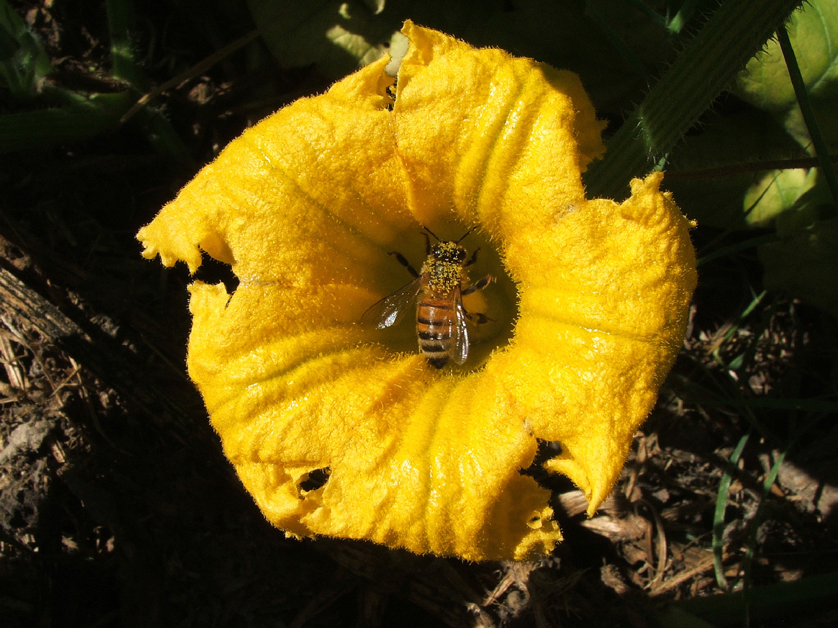 View Bee a pumpkin. by Henry Hardachre