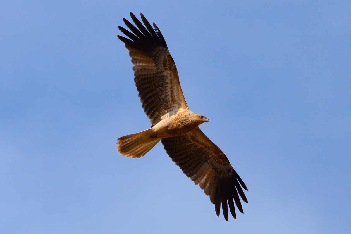 View Sky high 01 by Henry Hardachre