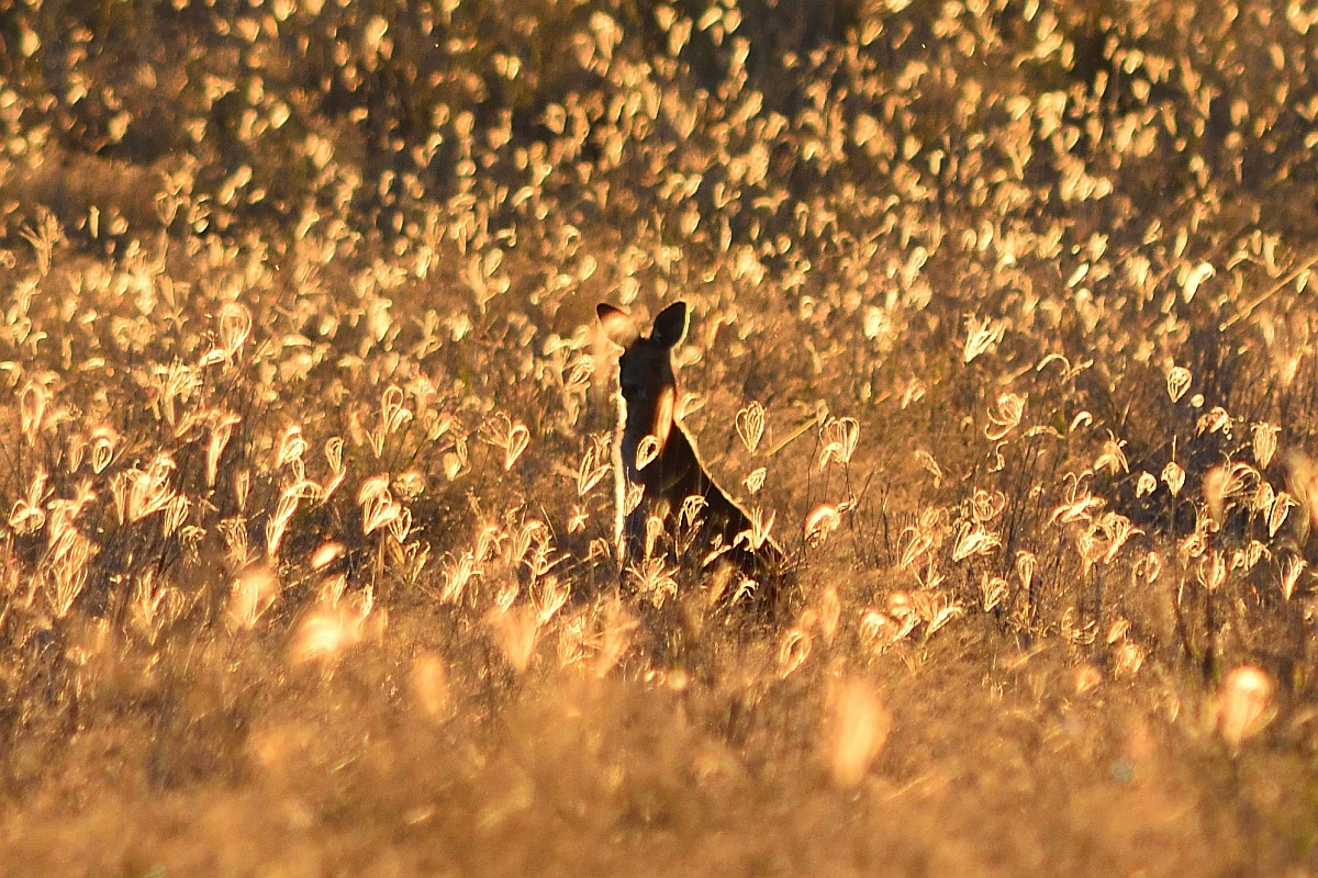 View Late Arvo Roo by Henry Hardachre