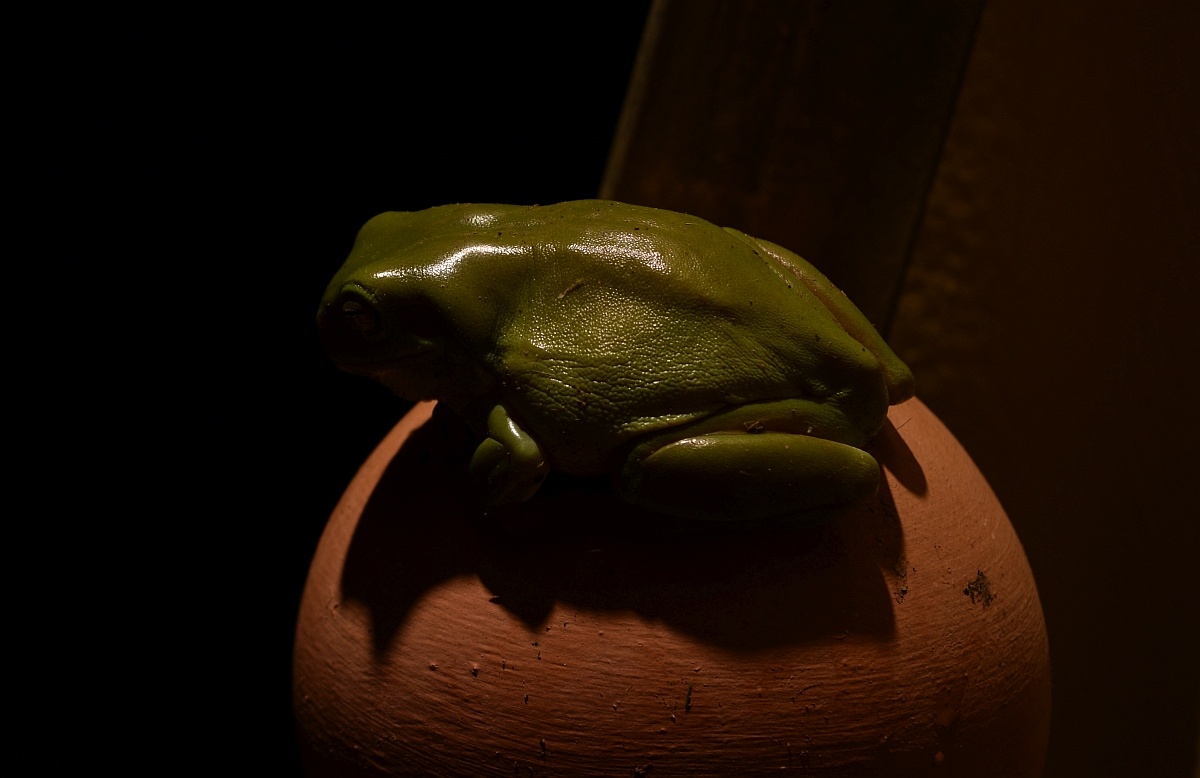 View A frog, a green frog, a fat frog, a fat green frog. by Henry Hardachre
