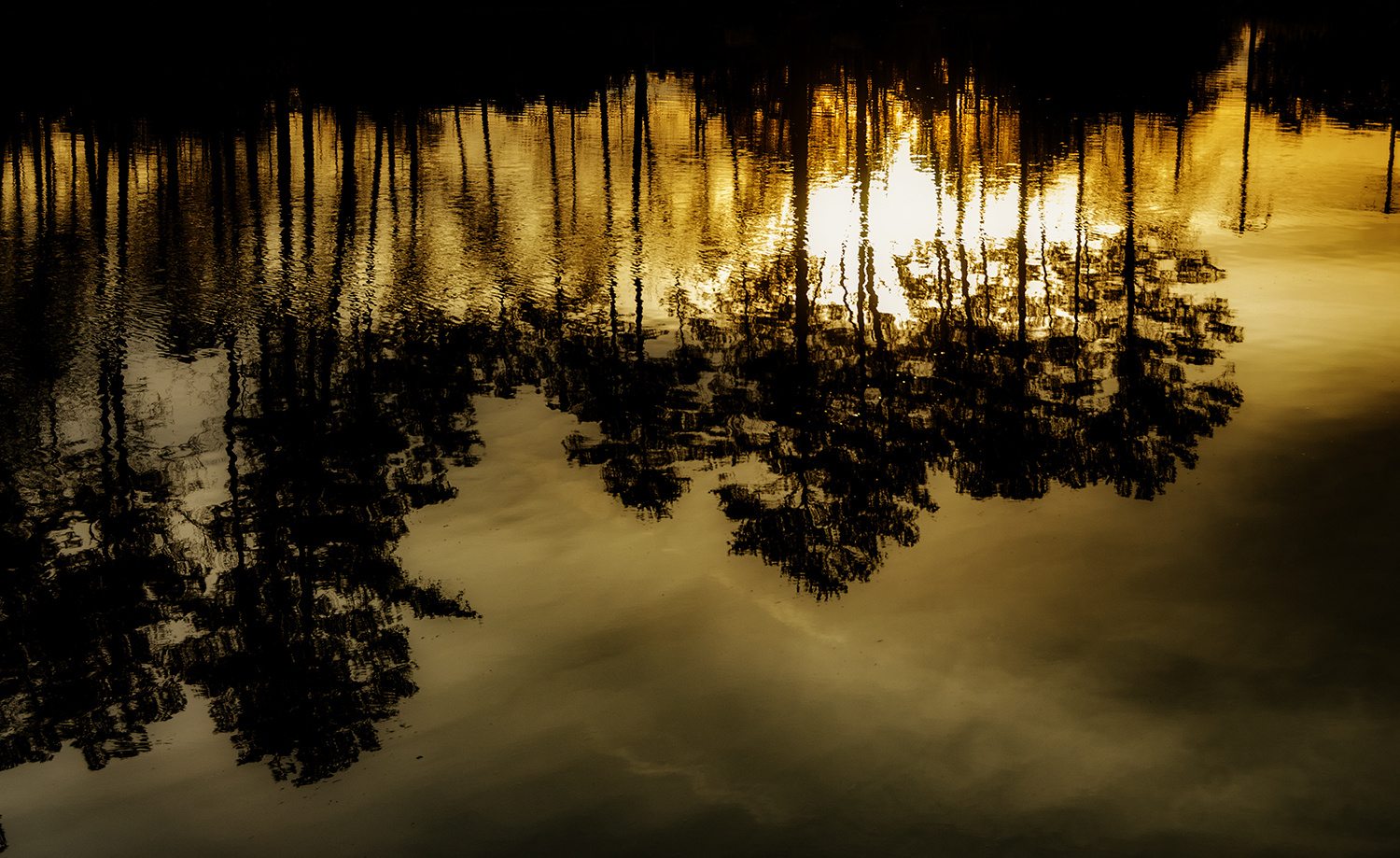 View Reflection in Albemarle Canal by Bryan Barbee