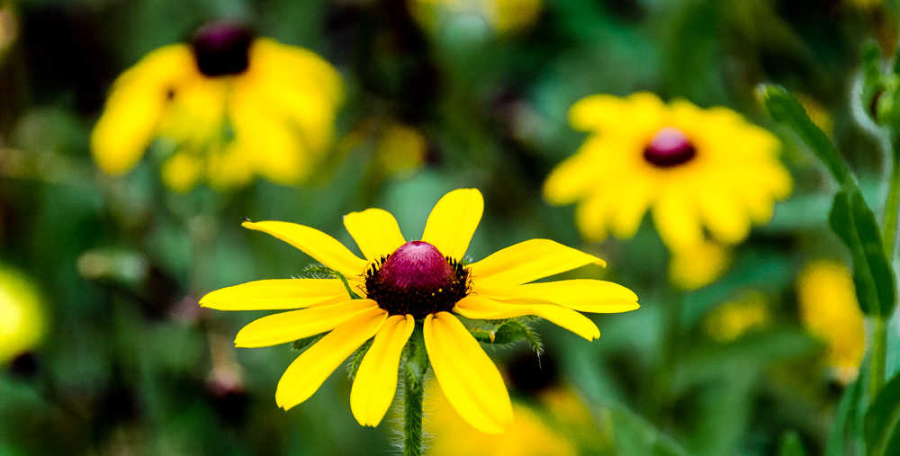 View Wild Flowers by Bryan Barbee