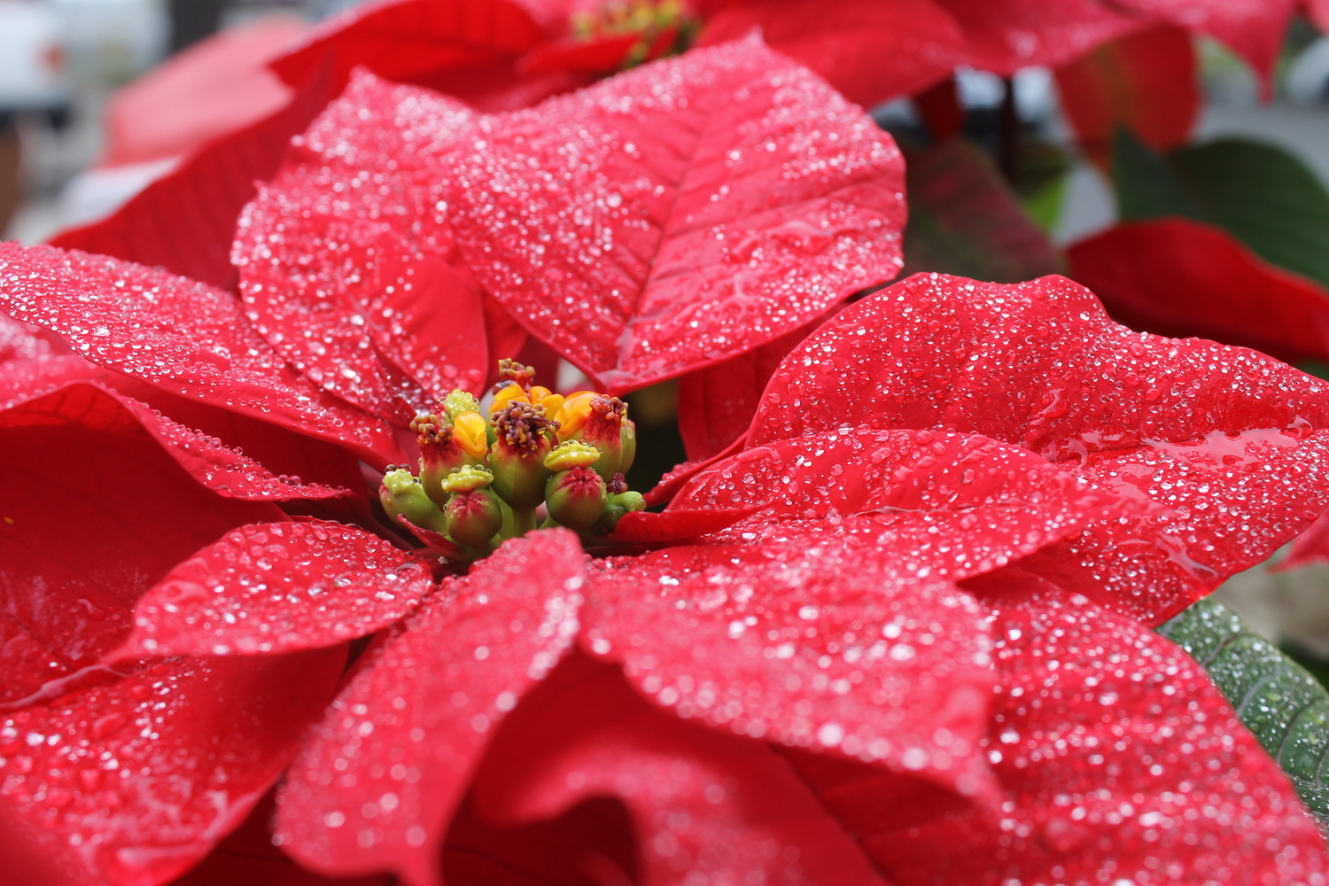 View Dewy Pointsettia by Tessa Furnari