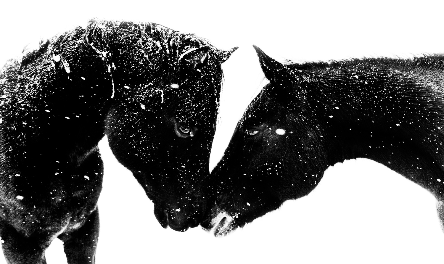 Horse Kiss Carl Photography on Fstoppers