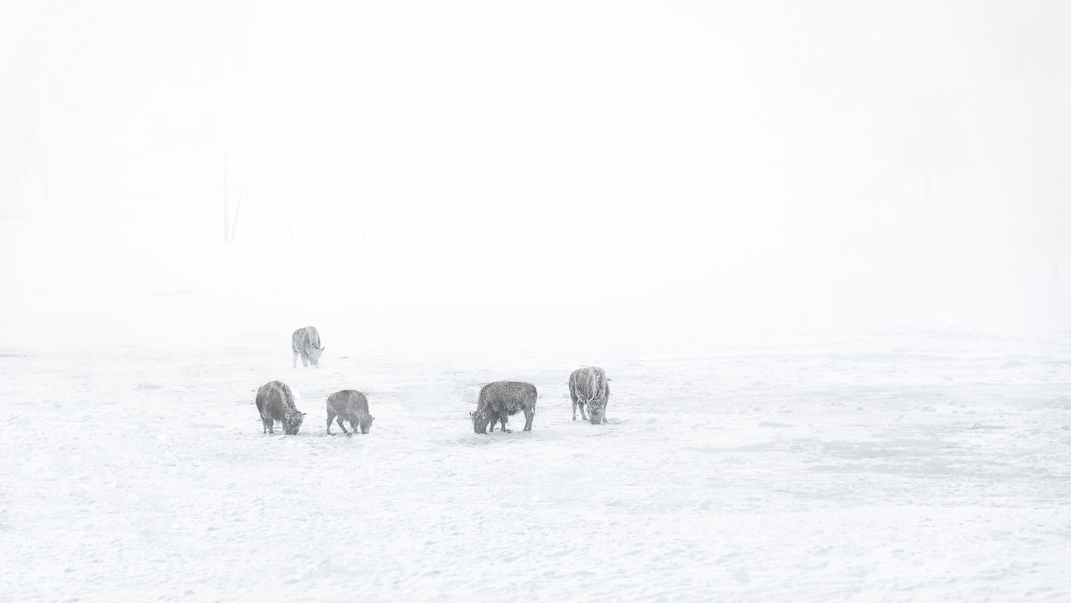 View Untitled 1 by Kent Sullivan