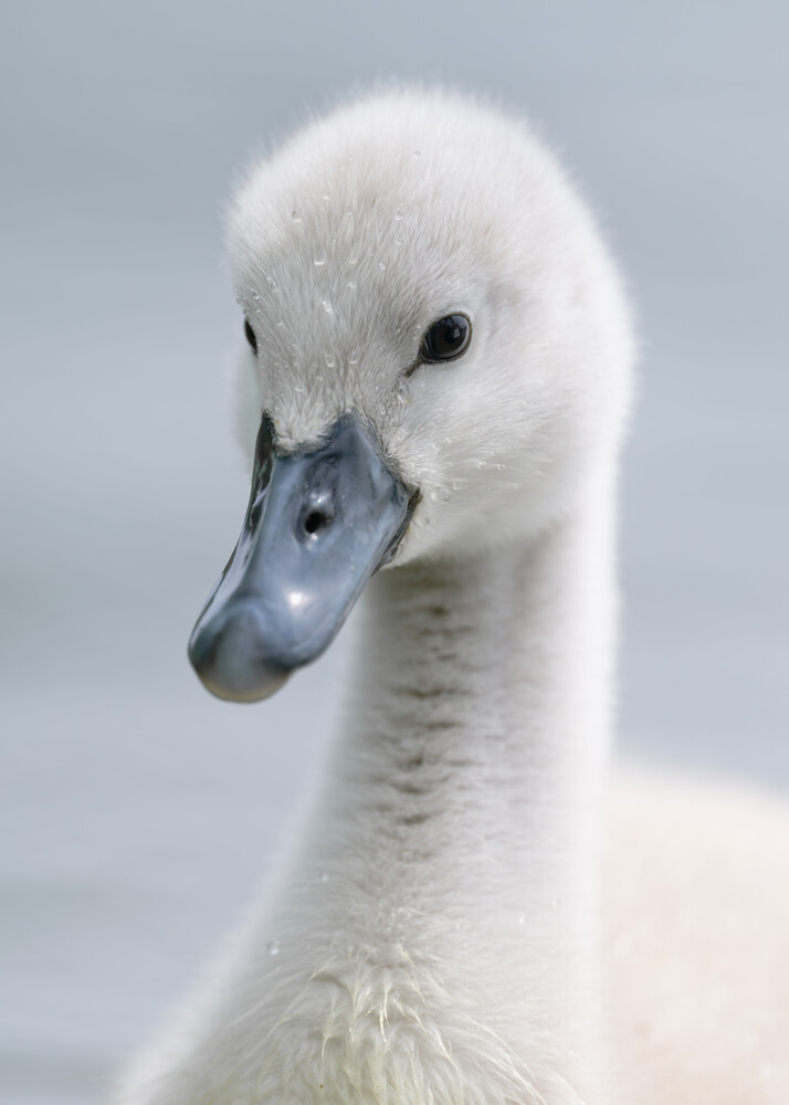 Close-up portrait of a young whooper swan with white plumage and dark bill against soft gray background