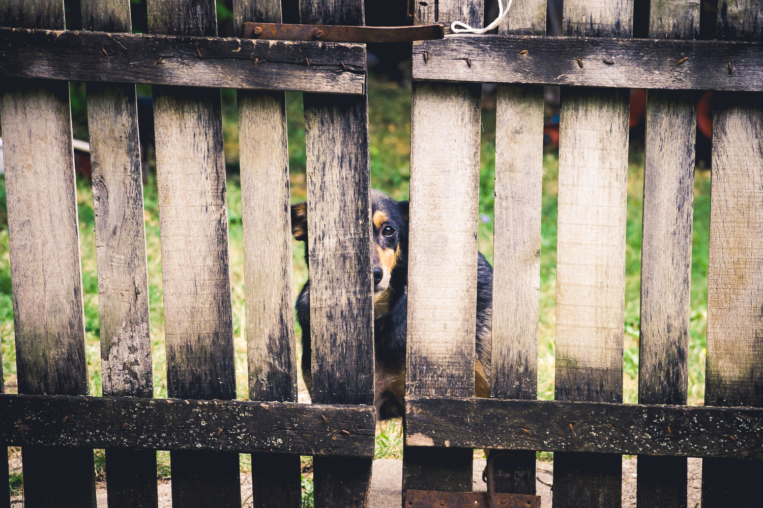 View The (aways) hungry stare by Miras Sljivancanin