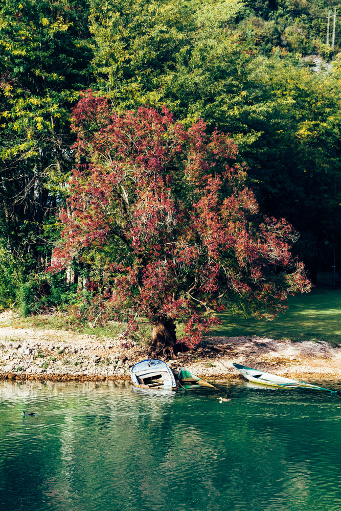 View The red tree and sunken boat by Miras Sljivancanin