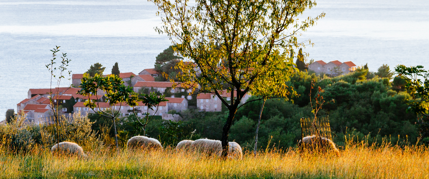 View Grazing above Sveti Stefan by Miras Sljivancanin