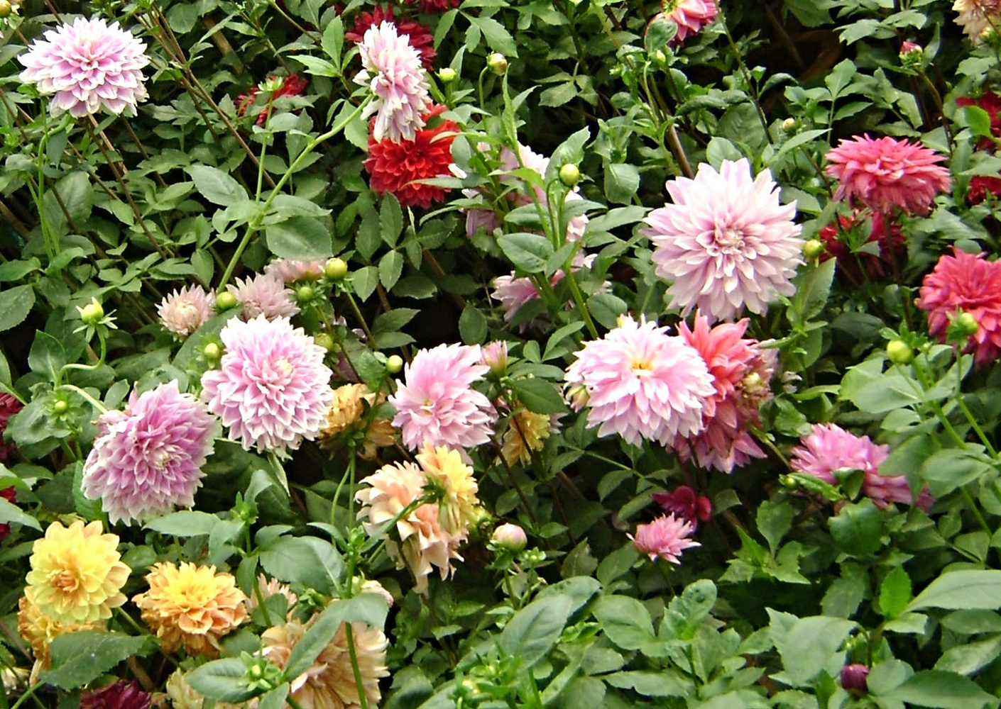 View Flowers - Dahlias by Bullyboy Shammypapa