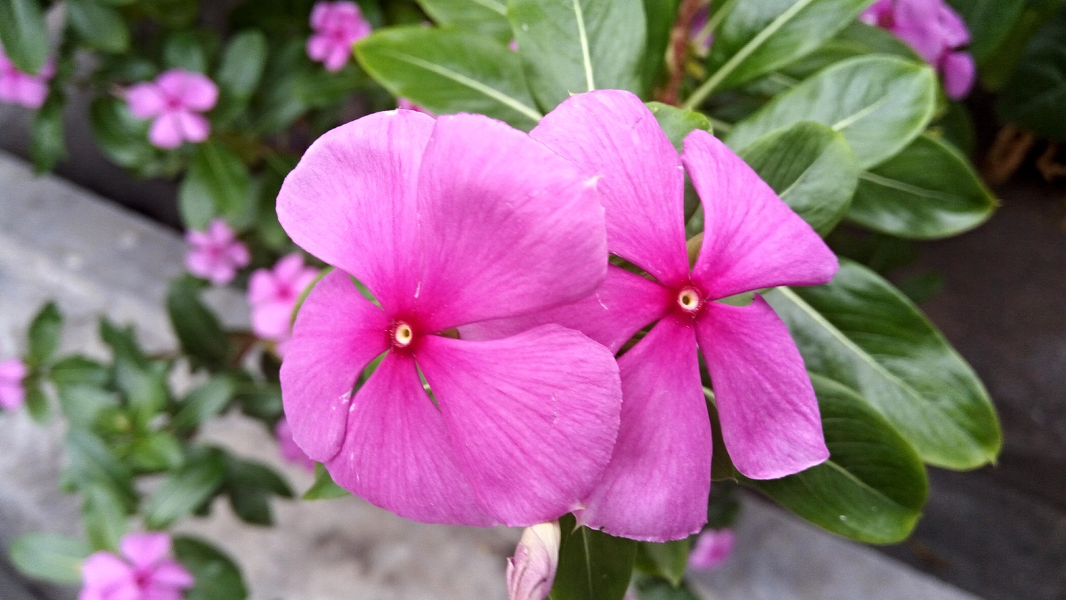 View Catharanthus Roseus by Bullyboy Shammypapa
