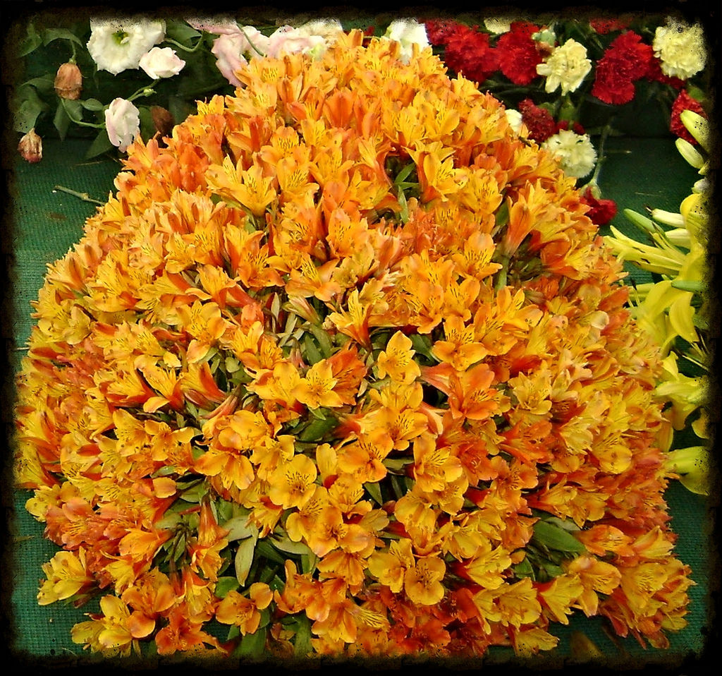 View Yellow Orange by Bullyboy Shammypapa