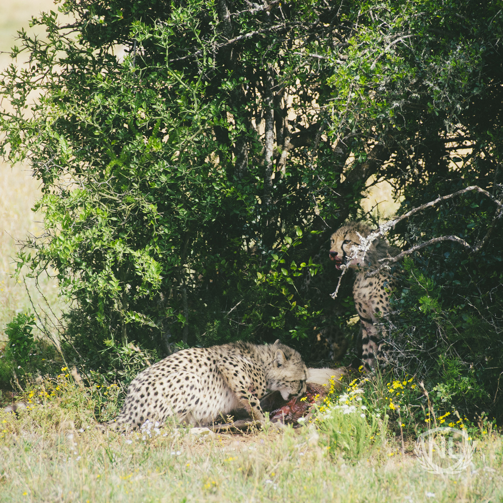 View Cheetah Kill by Nathan Long
