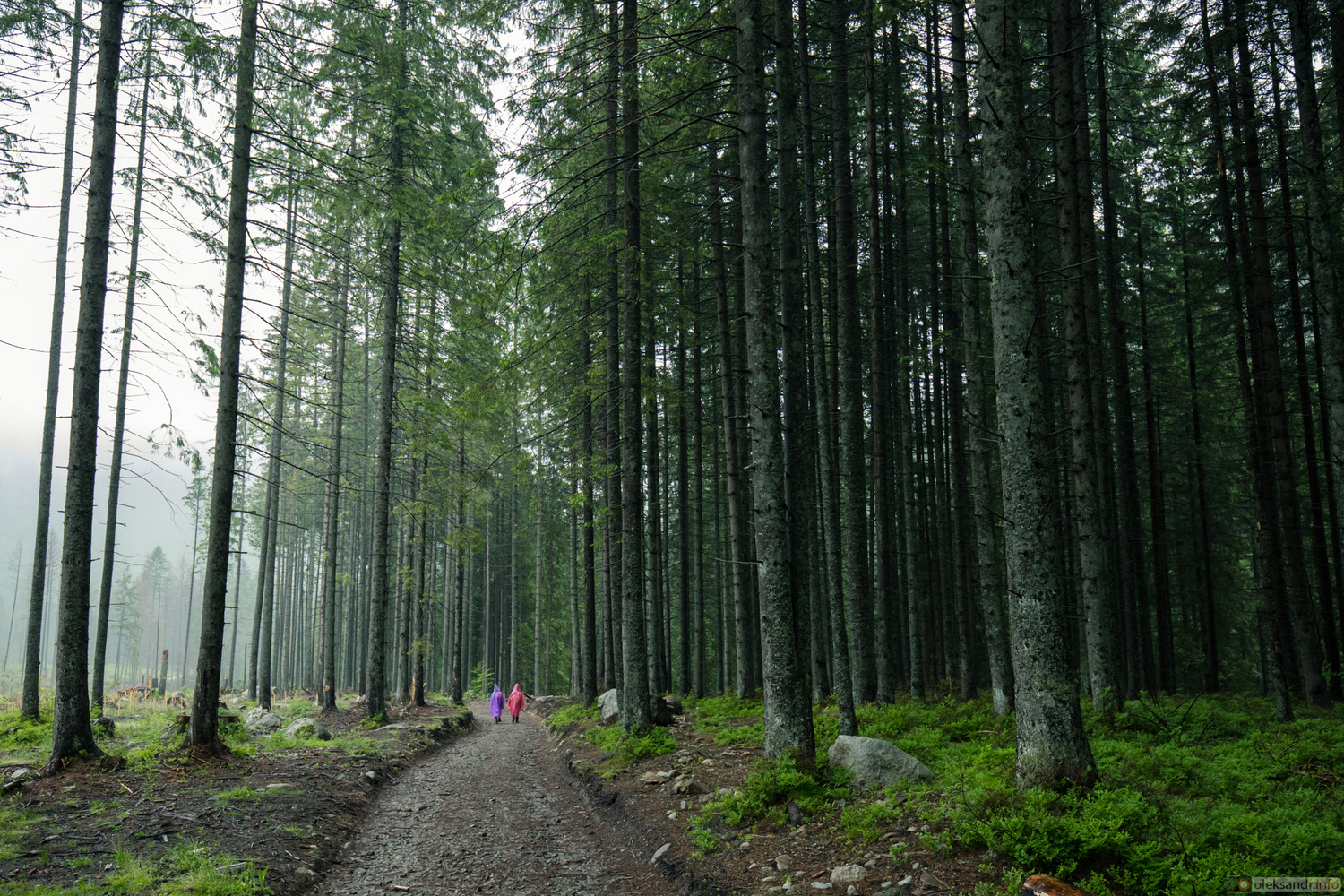 View forest. by Oleksandr Gontar