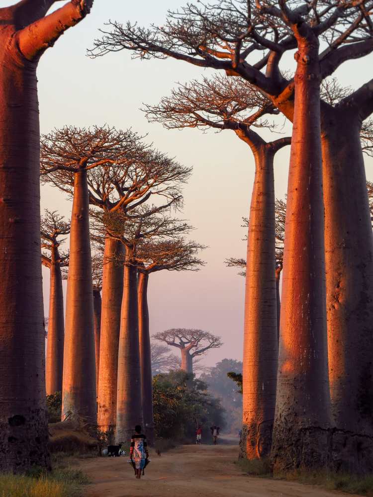 View Allee de Baobab - Madagascar by Jill Willis