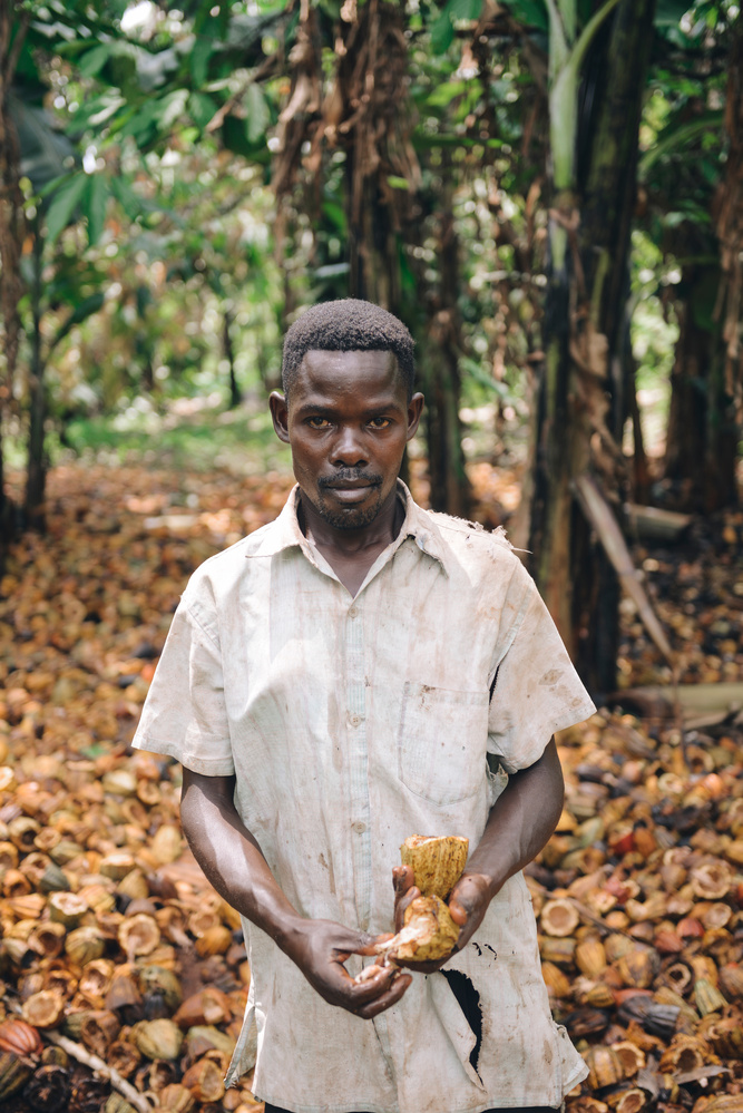 View Working late on a cacao farm by bernard de clerk