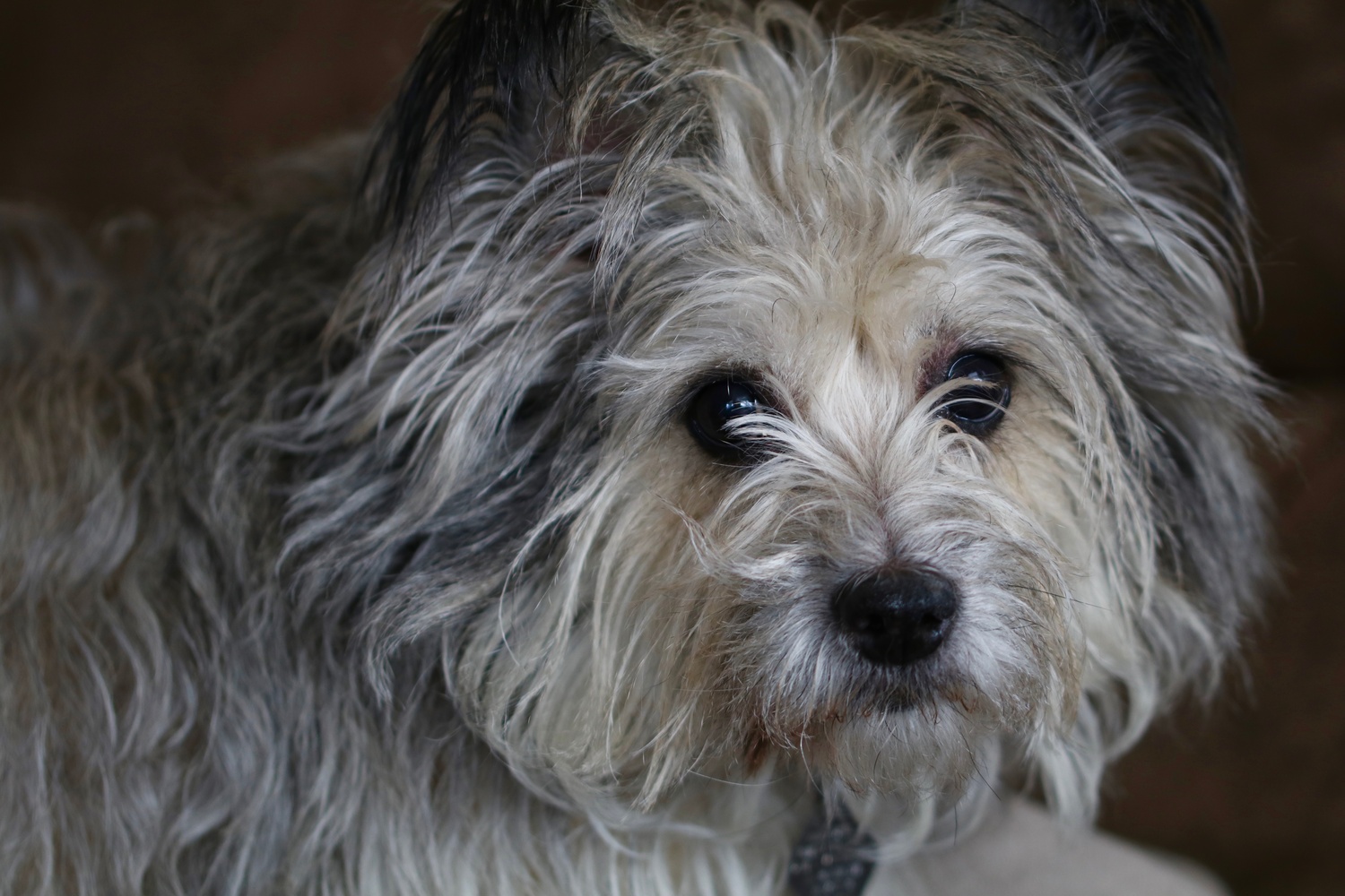 View Portrait of Cooper by Les Weber
