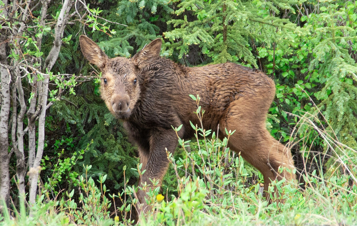 View Baby moose 1 by Rob Ferguson