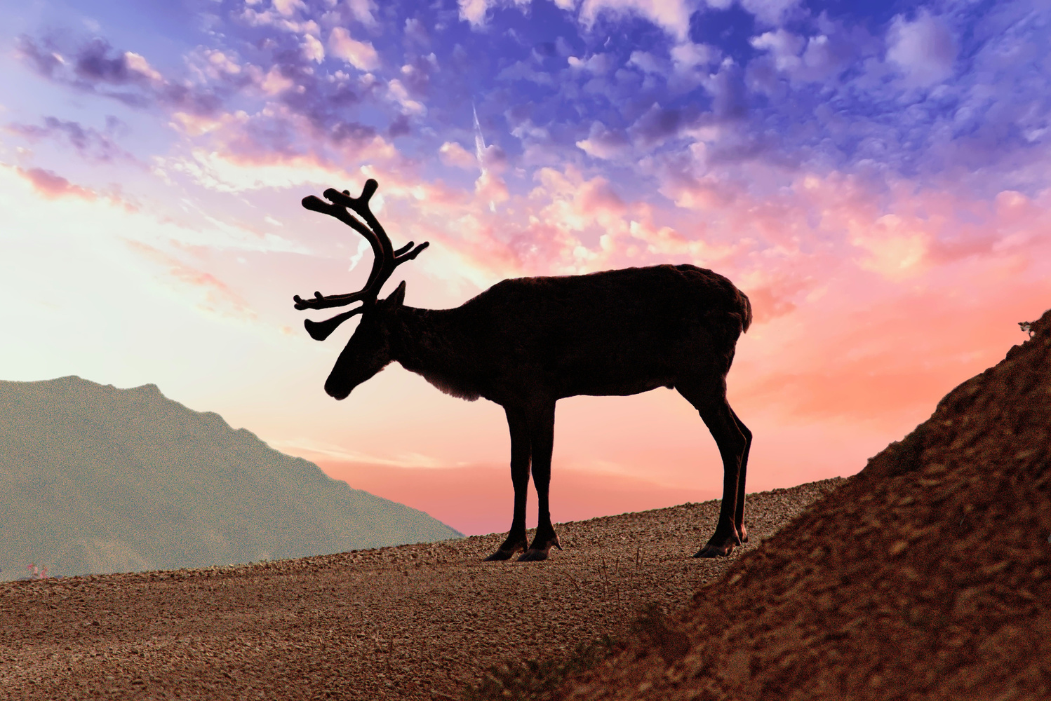 View Caribou at pretty rocks by Rob Ferguson