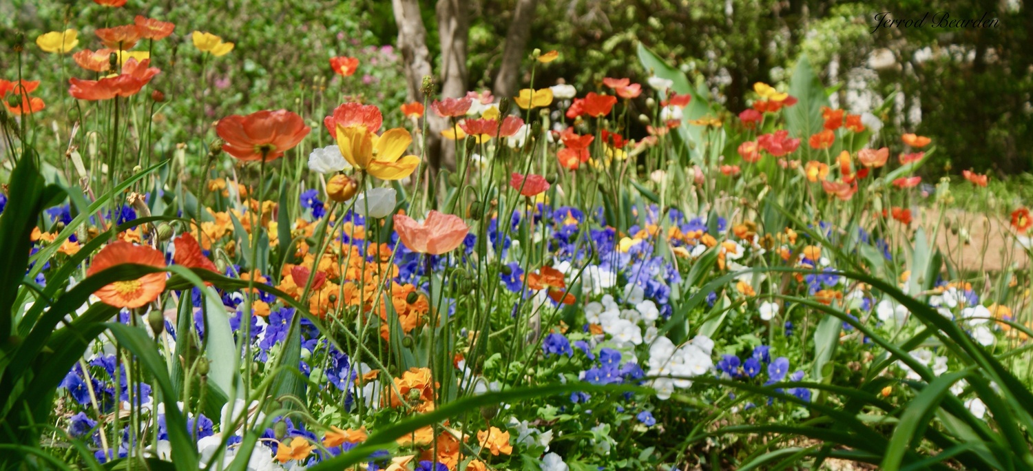 View Spring Flowers by Jerrod Bearden