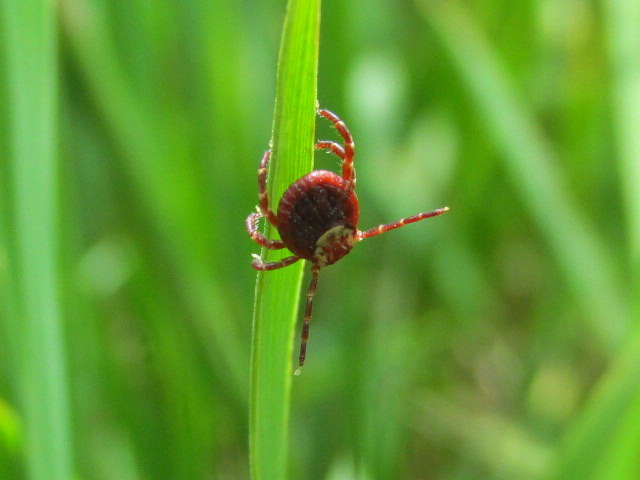 View Tick on Grass by Keegan Doughty