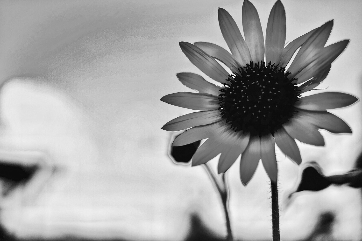 View Following the Sun by Michael Smithey