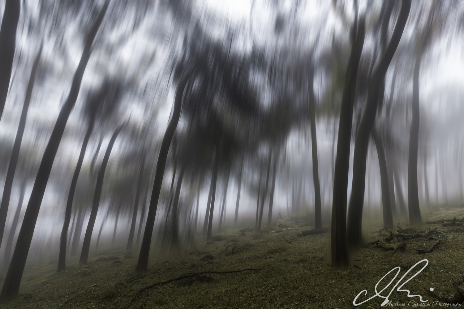 View Misty Woods by Andreas Christaki