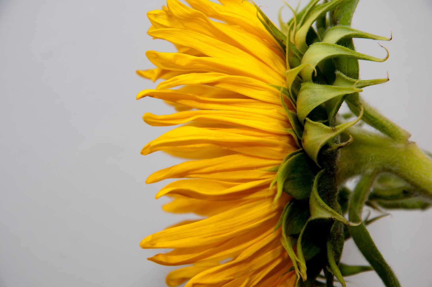 View Sunflower Profile by Joel Berenbaum