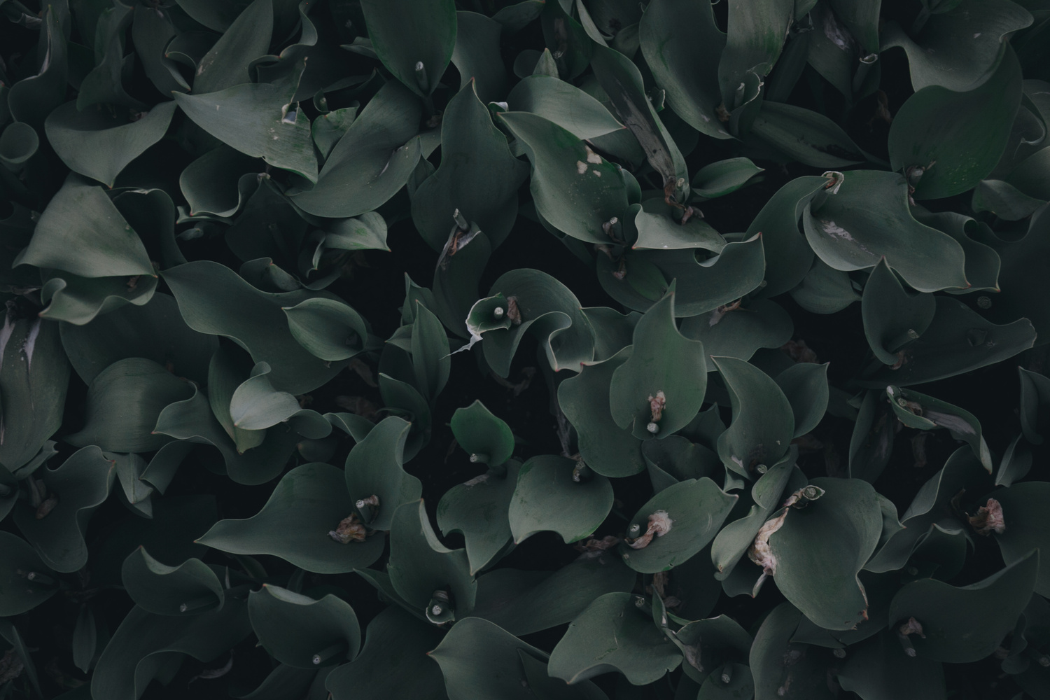 View The Abyss by Elvin Aghayev