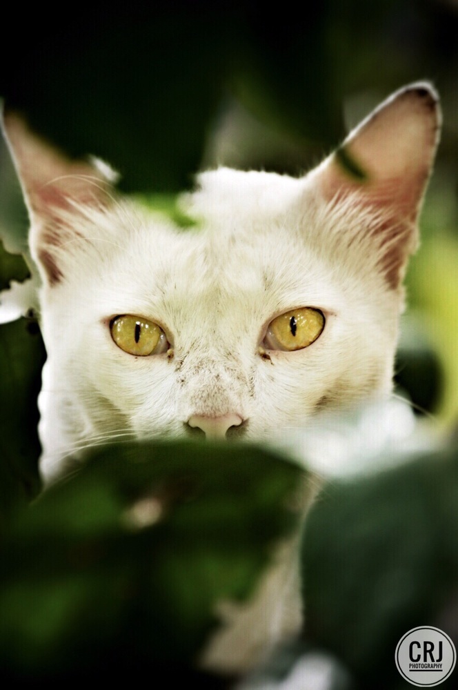 View The Stare by Chandraj Raju