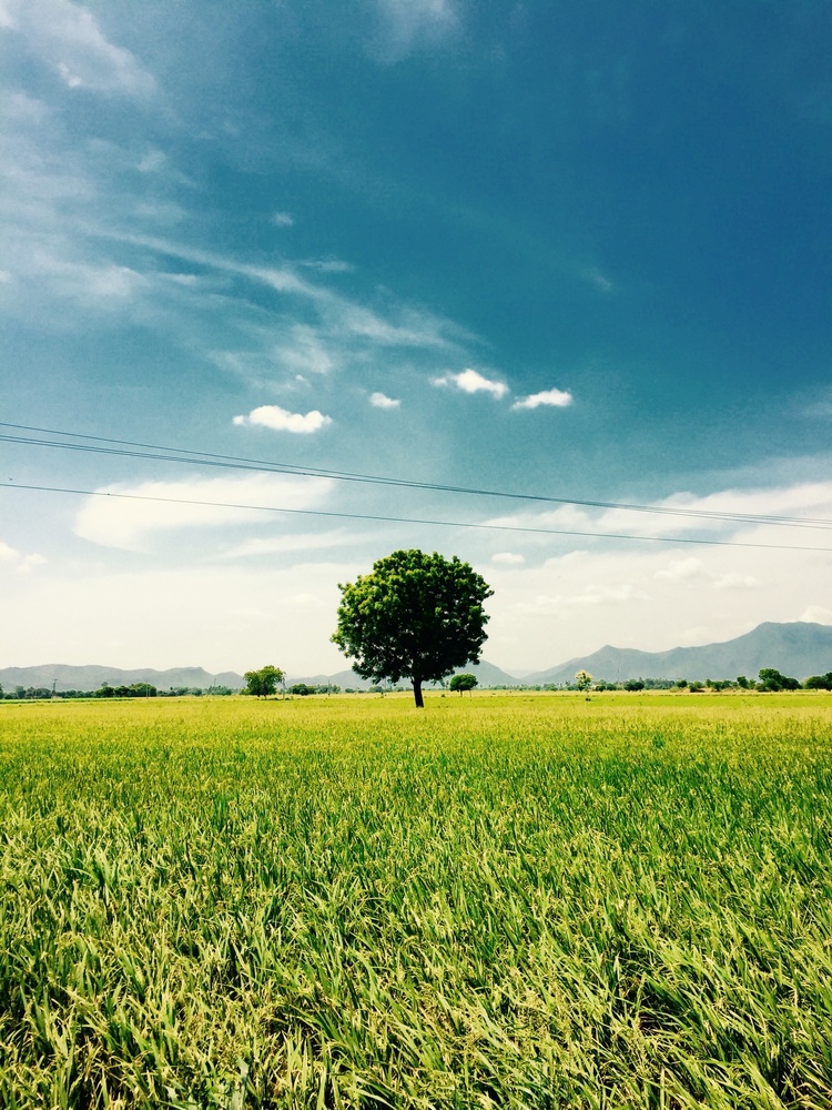 View The tree over there by Chandraj Raju