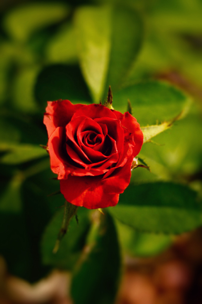 View The blur of love by Chandraj Raju