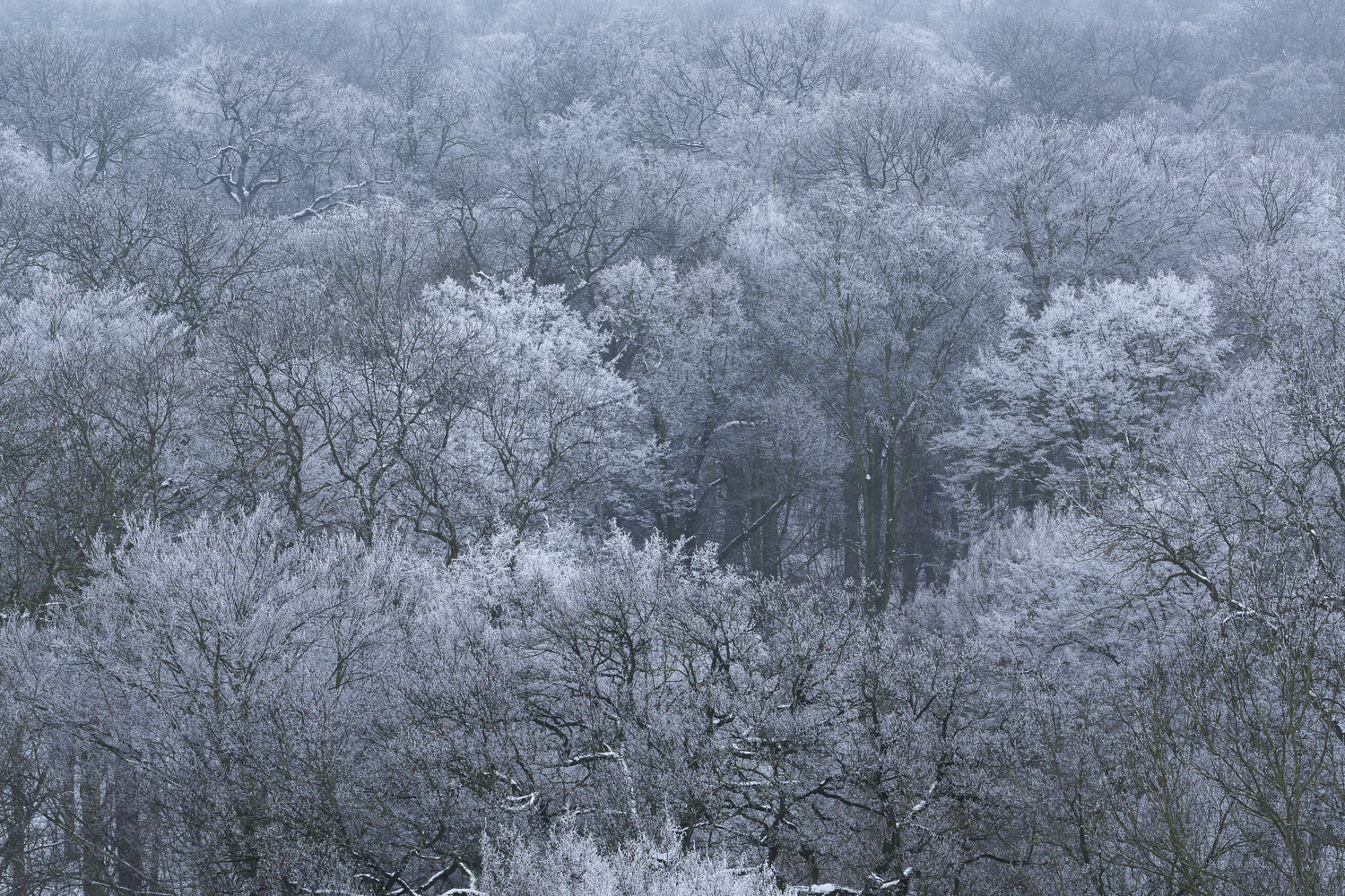 View Untitled 1 by Albrecht Voss