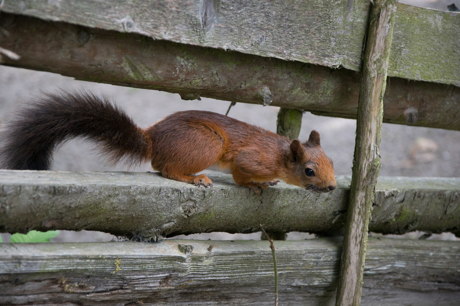 View Squirrel by Helena Johansson