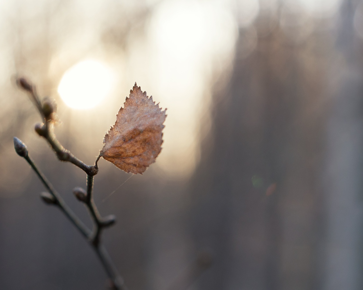 View Autumn leafe by Helena Johansson