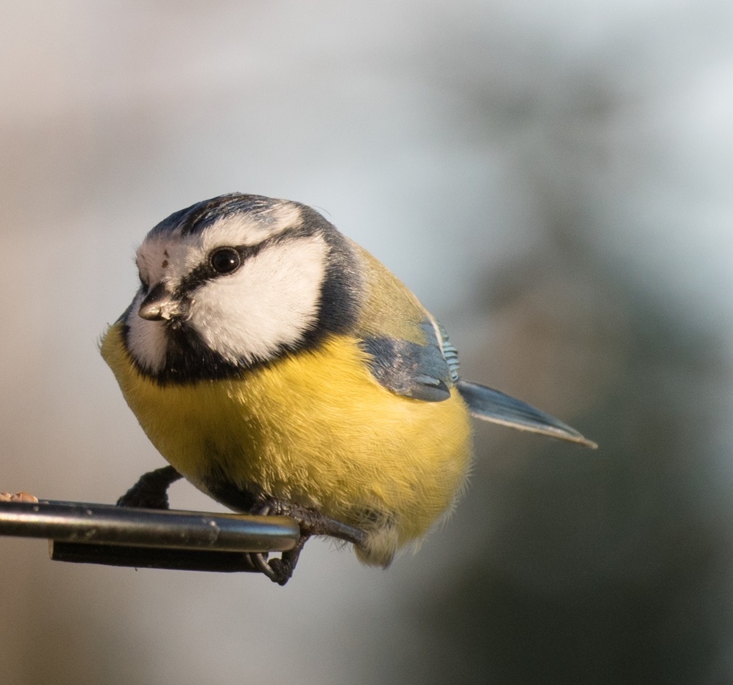 View Bluetit by Helena Johansson